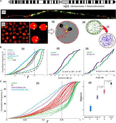 1Q12 Loci Movement in the Interphase Nucleus Under the Action of ROS Is an Important Component of the Mechanism That Determines Copy Number Variation of Satellite III (1q12) in Health and Schizophrenia